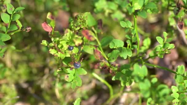 Wilde Blaubeeren Auf Strauch Mit Grünen Blättern Waldboden Hintergrund Natürliches — Stockvideo