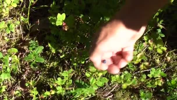 Ruka Sahající Borůvkovým Rostlinám Rozeznatelné Podle Zelených Listů Mírně Zoubkovaným — Stock video