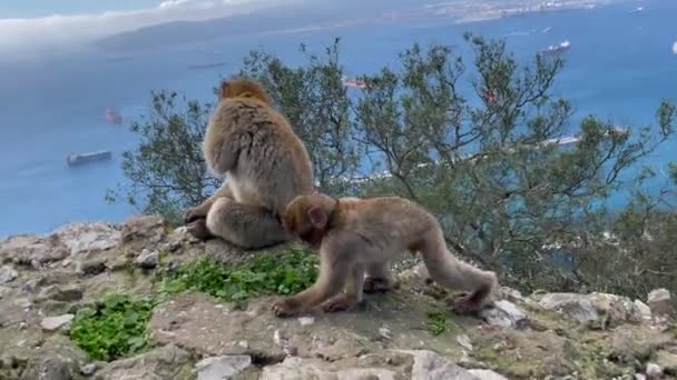 Gibraltar Inglaterra Enero 2024 Dos Macacos Berberiscos Gibraltar Con Vistas — Vídeos de Stock