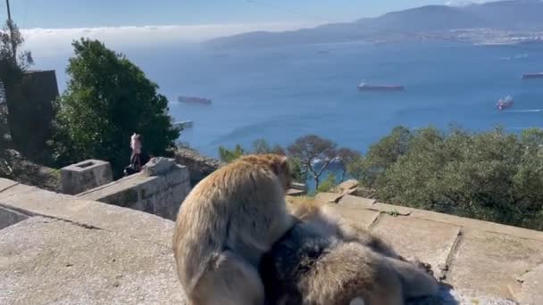 Gibraltar Inglaterra Janeiro 2024 Macaco Bárbaro Arrumando Uma Estrutura Pedra — Vídeo de Stock