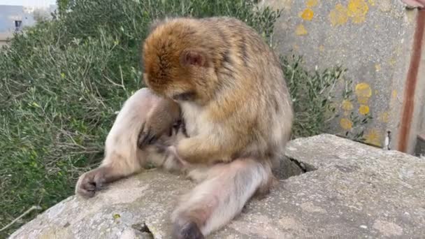 Gibraltar Inglaterra Enero 2024 Macaco Berberisco Sentado Una Superficie Hormigón — Vídeos de Stock