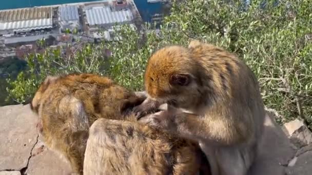Gibraltar Inglaterra Janeiro 2024 Dois Macacos Bárbaros Arrumando Uma Rocha — Vídeo de Stock