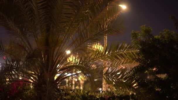 Noční Pohled Palmy Osvětlenou Budovou Pozadí — Stock video