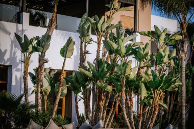 Agadir, Fas - 25 Şubat 2024 - büyük, yeşil yapraklı uzun muz bitkilerinden oluşan bir küme koyu pencereli ve mimari detayları olan beyaz bir binanın önünde.