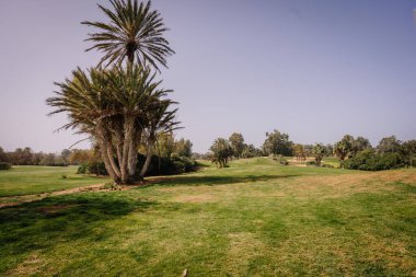 Agadir, Fas - 25 Şubat 2024 - Önünde belirgin bir palmiye ağacı ve açık gökyüzü olan bir golf sahasının manzarası.