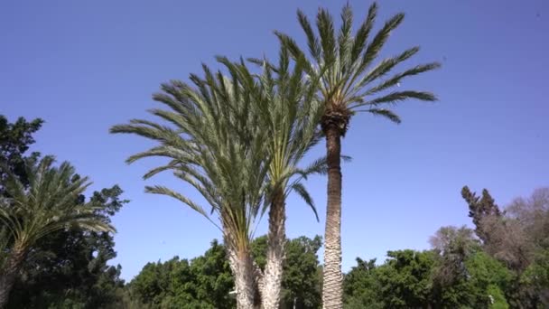Agadir Marokko Februar 2024 Hohe Palmen Vor Einem Klaren Blauen — Stockvideo