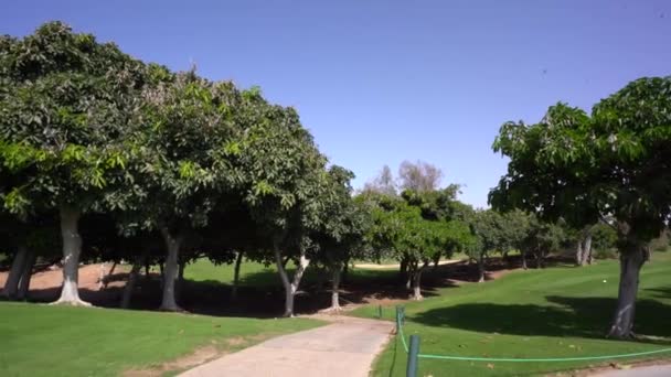 Agadir Maroko Února 2024 Stinná Oblast Pod Velkými Stromy Pěšinou — Stock video