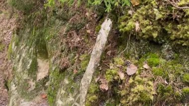Yeşil yosun, düşen yapraklar ve ona karşı bir çam kozalağı olan bir kumtaşı uçurumuna yakın çekim..