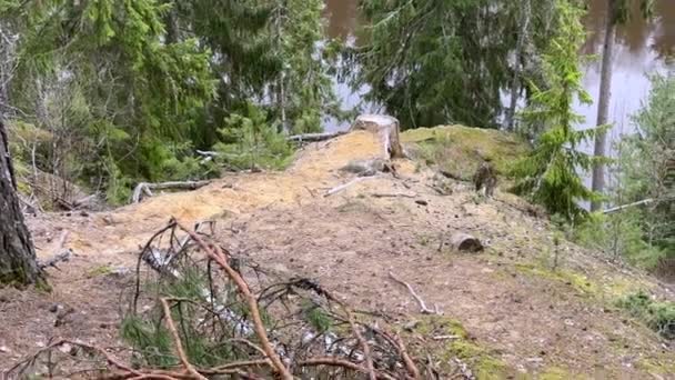 Ένα Δασώδες Τοπίο Ένα Μεγάλο Κούτσουρο Δέντρου Στο Προσκήνιο Θέα — Αρχείο Βίντεο