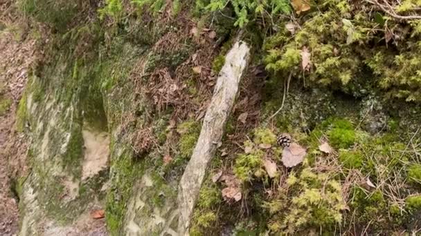 緑色のモス 落ち葉 それに対する松の円錐が付いている砂岩の崖のクローズアップ — ストック動画