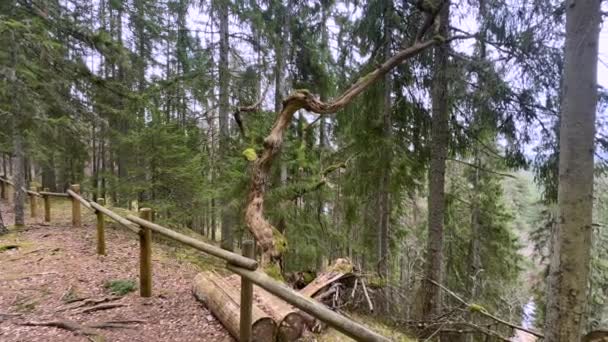 Zakrzywione Pogniecione Drzewo Wzdłuż Leśnej Ścieżki Drewnianym Płotem Pośród Wysokich — Wideo stockowe
