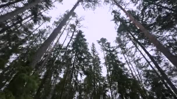 背の高い松の木が 森の床の視点から フレームを満たし 枝やトランクに達するのを見ると — ストック動画