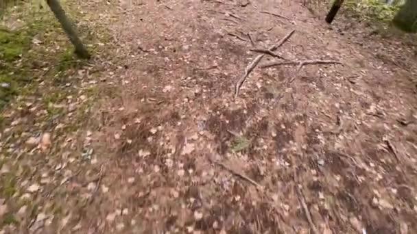 Close Uma Trilha Florestal Com Folhas Espalhadas Agulhas Pinheiro Pequenos — Vídeo de Stock