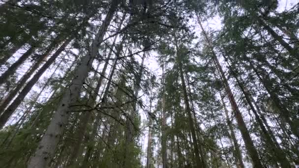 Bulutlu Gökyüzüne Uzanan Uzun Çam Ağaçlarının Solucan Bakışı Dalları Gövdeleri — Stok video