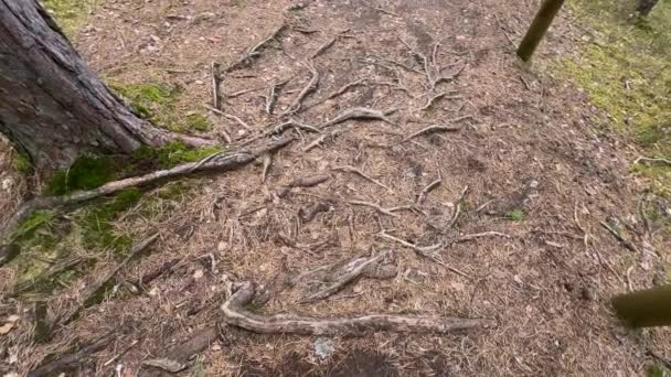 Podłogi Leśnej Siecią Odsłoniętych Korzeni Drzew Drewnianym Słupkiem Ogrodzenia Wskazującym — Wideo stockowe