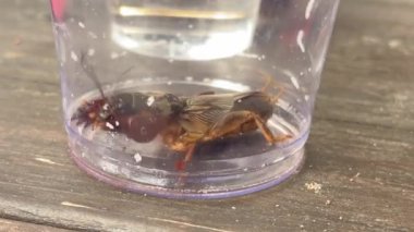  Köstebek cırcır böceği, plastik ve ahşap arka planda görünen anatomisinin detaylarıyla yan yatmış, temiz bir plastik kutunun içindedir..