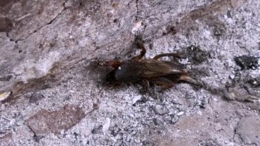 Köstebek cırcır böceği, sert beton bir yüzeyde kendine özgü morfolojisini ve bulunduğu çevreyi sergileyerek yakından görülür..