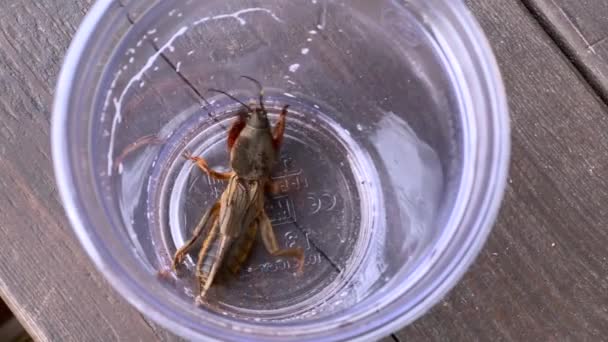 在透明的塑料杯里的痣蟋蟀 鼹鼠蟋蟀以其穴居的生活方式和独特的外表而闻名 — 图库视频影像