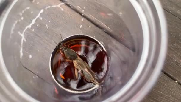 上から見た透明なプラスチック製のカップの中の液体に水没するモールクリケット 昆虫の細部は木の表面に対する透明な材料を通して見えます — ストック動画