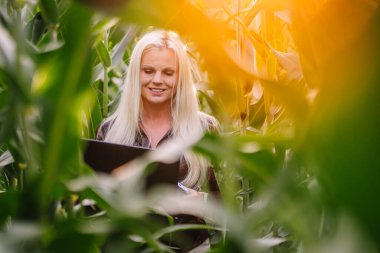 Valmiera, Latvia - August 17, 2024 - A woman with blonde hair is smiling and looking at a laptop amidst tall green cornstalks in a field. clipart