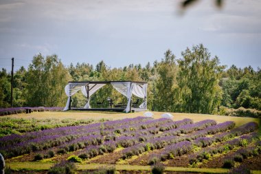 Valmiera, Letonya - 28 Temmuz 2024 - Lavanta tarlasında beyaz perdeli bir pavyon, arka planda ağaçlar ve yukarıda açık bir gökyüzü.
