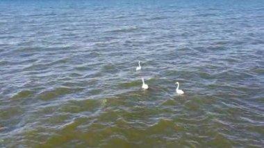 Dalgalı bir göl yüzeyinde üç kuğu ve arka planda iki uzak kuş..