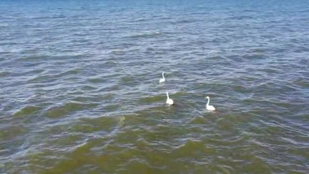 Tres Cisnes Una Superficie Ondulada Del Lago Con Dos Pájaros — Vídeos de Stock