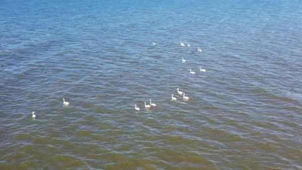 Cisnes Nadando Una Línea Lago Ondulado Bajo Cielo Despejado — Vídeo de stock