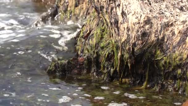 Meerwasser Fließt Über Einen Mit Algen Bedeckten Felsen — Stockvideo