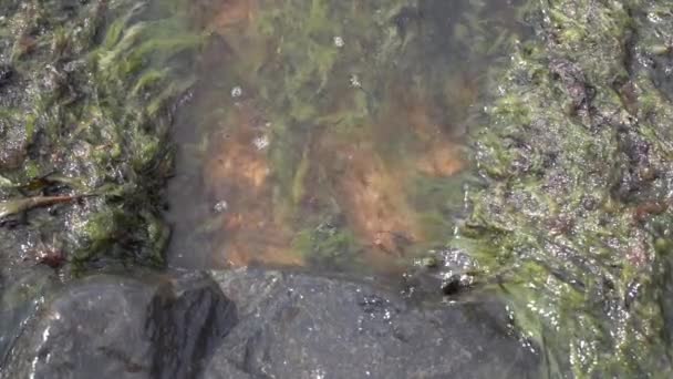 Klares Meerwasser Über Algenbedeckten Steinen Und Felsen — Stockvideo