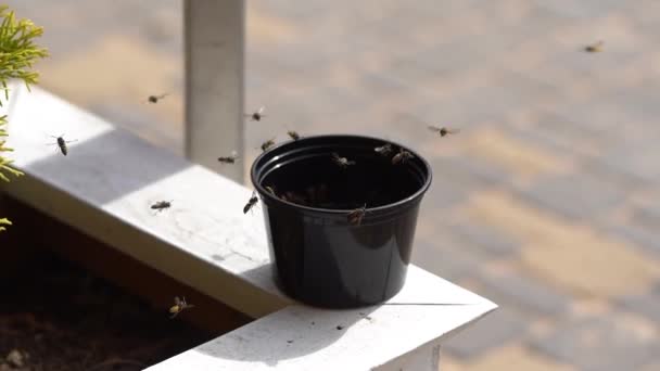 Wasps Swarming Black Pot White Ledge Some Flying Some Perched — Stock Video