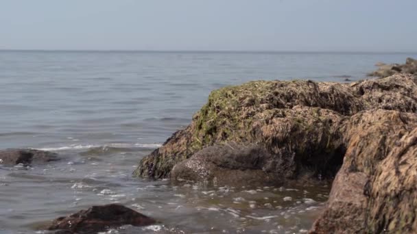Rochas Cobertas Algas Marinhas Uma Costa Com Água Limpa — Vídeo de Stock