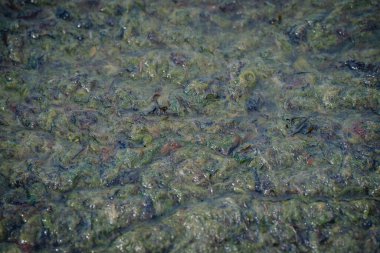 Sahilde görülebilir kum taneleri ve deniz yosunlarıyla kaplı su yosunlarına yakın çekim..