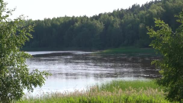 Vista Lago Com Árvores Circundantes Juncos Sob Céu Brilhante — Vídeo de Stock
