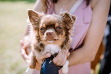 Valmiera, Letonya - 19 Ağustos 2023 - Güneşli bir açık hava etkinliğinde küçük bir Chihuahua 'nın yakın çekimi, tüylerinde hafif bir esinti ile kameraya doğru bakıyor..