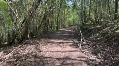 Yoğun, yapraklı bir ormanın içinden süzülen toprak yol, birbirine dolanan ağaçlar ve dallarla doğal bir tünel oluşturuyor..