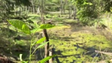 Canlı yeşil yaprakların yakın planda olduğu, bataklık orman ve ağaçların yer aldığı bulanık bir arka plan..