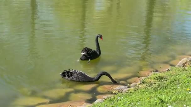 Two Black Swans Swim Gracefully Tranquil Pond Grassy Bank Scattered — Stock Video
