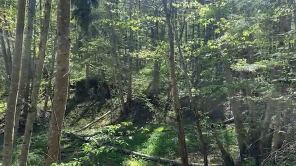 Bosque Soleado Con Una Variedad Árboles Sotobosque Árbol Caído Cruza — Vídeo de stock