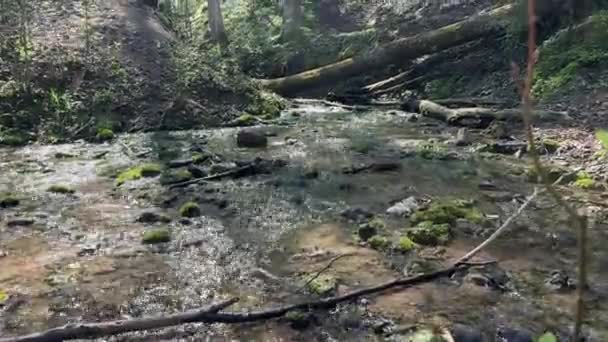 Lesní Potok Tekoucí Přes Mechem Porostlé Skály Klády Mezi Stromy — Stock video