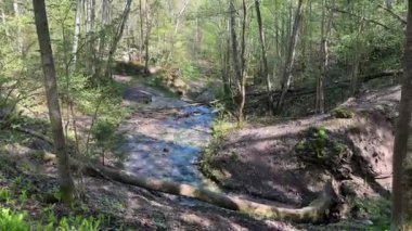 Dalgalı güneş ışığı altında çeşitli ağaç türleri ve yemyeşil yemyeşil ile çevrili küçük bir derenin aktığı huzurlu bir orman manzarası..