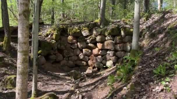 木々と成長した緑豊かな森に囲まれた さまざまなモス覆われた石で建てられた壁 — ストック動画