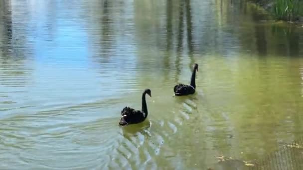 两只黑天鹅优雅地在平静的池塘里游来游去 池塘四周是水面上轻盈的树影 — 图库视频影像