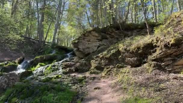 Scena Leśna Małym Wodospadem Kaskadowym Nad Skałami Pokrytymi Mchem Otoczona — Wideo stockowe