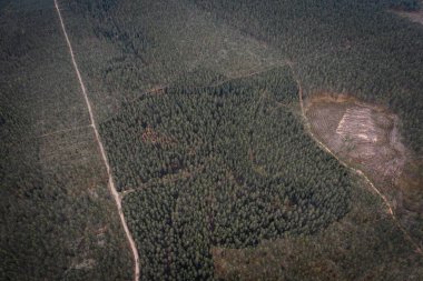 Yanmış bir ormanın havadan görünüşü, kömürleşmiş ağaçlar ve kavrulmuş toprağın yol açtığı yangının sonuçlarını gösteriyor..