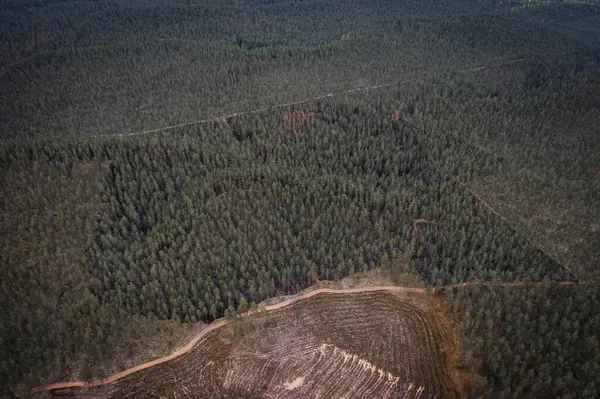 Flygfoto Över Bränd Skog Visar Konsekvenserna Skogsbrand Med Förkolnade Träd Royaltyfria Stockfoton