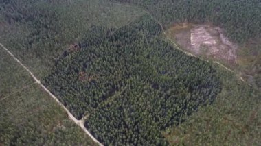 Geniş bir açık kesim alanı olan ve toprak yolları kesişen bir ormanın havadan görünüşü büyük bir orman yangınını gösteriyor.