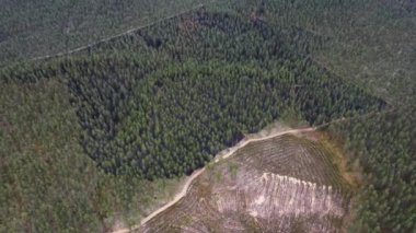 Yakın zamanda çıkan bir yangından dolayı kararmış, yanmış alanlarla karışmış canlı yeşil ağaçlarla dolu bir ormanın havadan görünüşü..