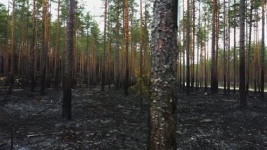 Yangından sonra kömürleşmiş ağaç gövdeleri ve kararmış orman zemininin bulunduğu bir orman manzarası..