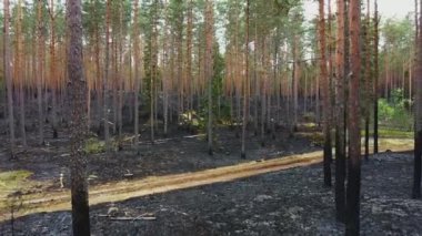 Yangından sonra kömürleşmiş ağaç gövdeleri ve kararmış orman zemininin bulunduğu bir orman manzarası..